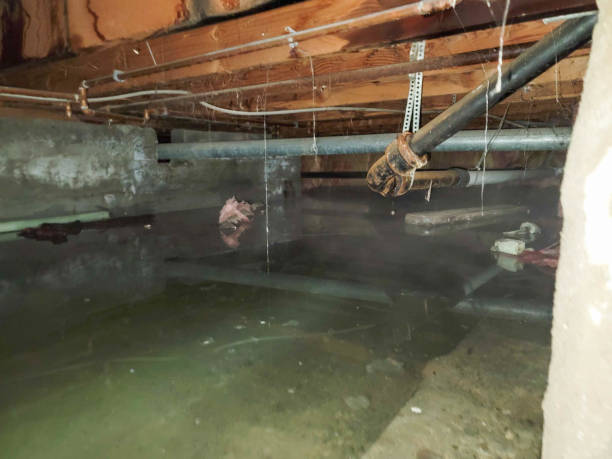 Best Ceiling water damage repair  in Evergreen, CO