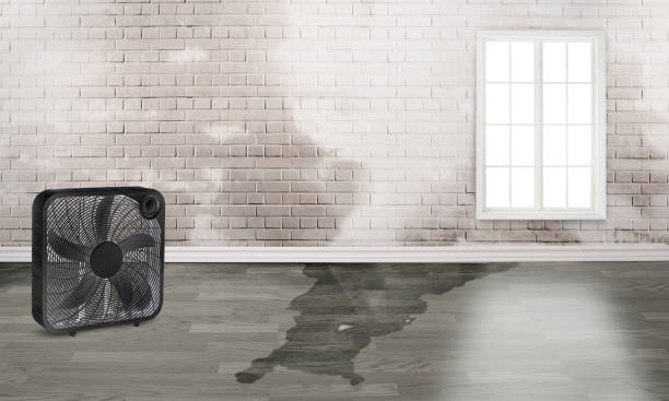 Best Water damage restoration experts  in Evergreen, CO